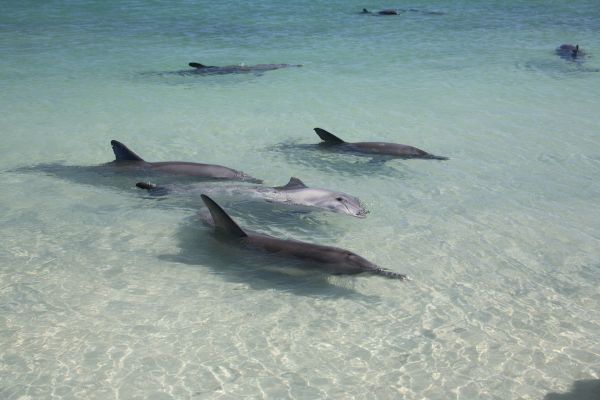 Wild Dolphins at Monkey Mia