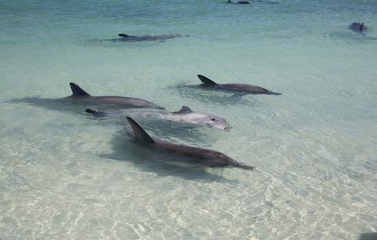 Dolphins Western Australia
