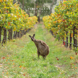 Kangaroo 