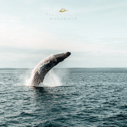 Whale 
