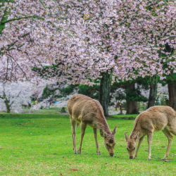 Wildlife 