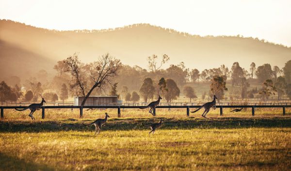 Kangaroos in Hunter Valley