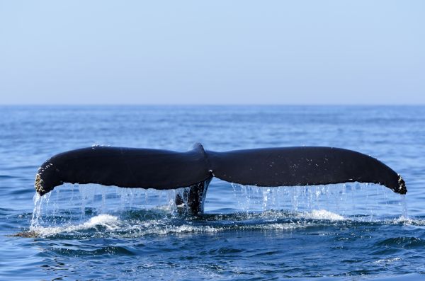 Humpback Whale Bay of Fundy