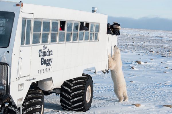 Tundra Buggy