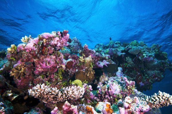 Great Barrier Reef coral