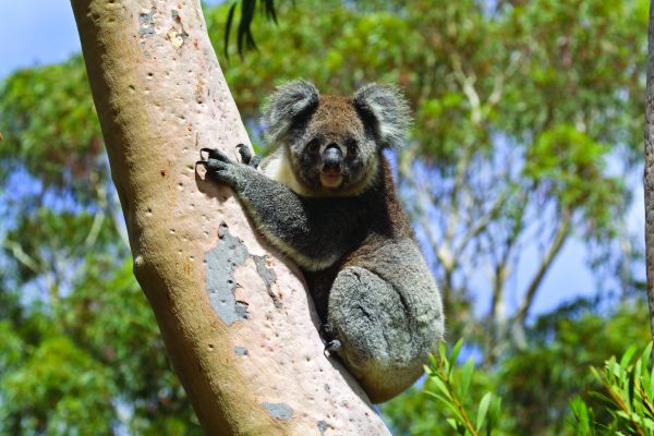 koala at Kangaroo Island