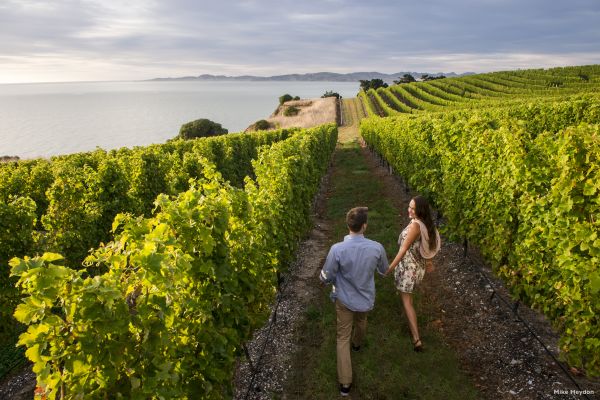 Explore Marlborough Wine Region