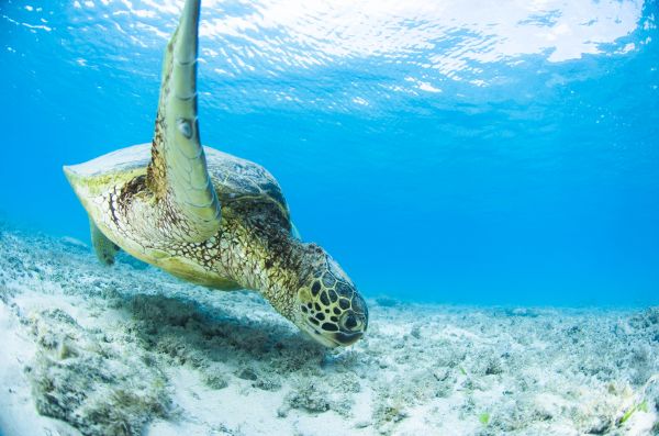 Sea Turtle Great Barrier Reef