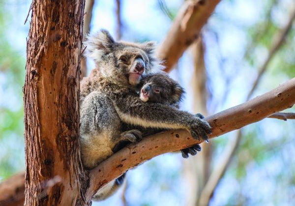 Kangaroo Island