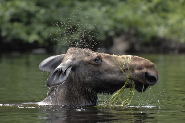 Moose Watching