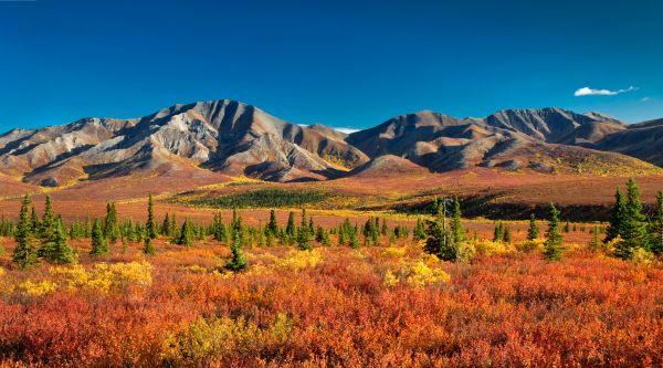 Denali National Park, Alaska