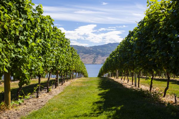 Vineyards in the Okanagan Valley