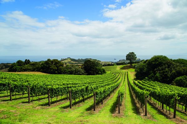 Auckland Vineyard