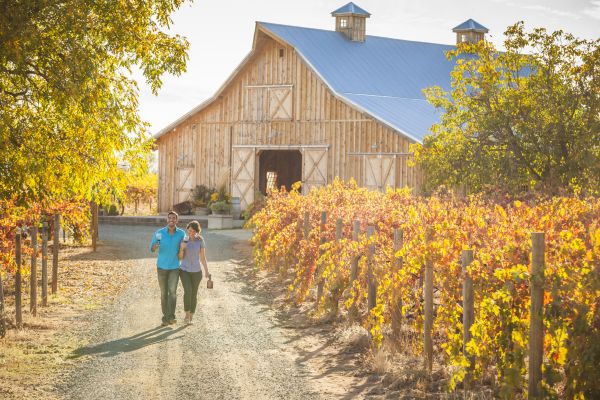 Amador Vineyard