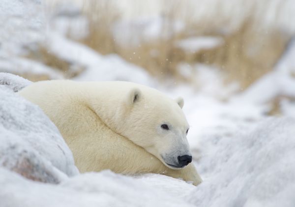 Polar Bear Resting - credit: Churchill Wild/Dennis Fast