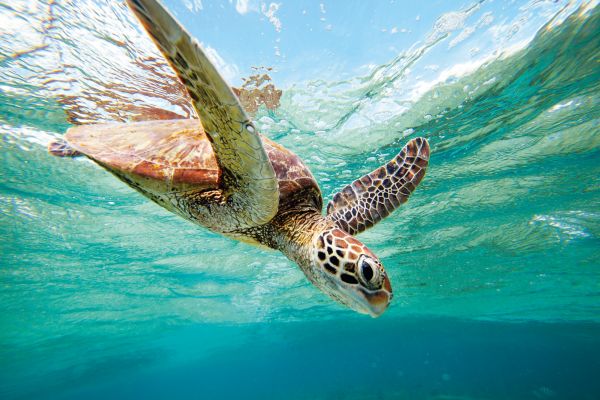 Reefworld - Great Barrier Reef