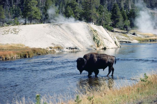 Yellowstone National Park