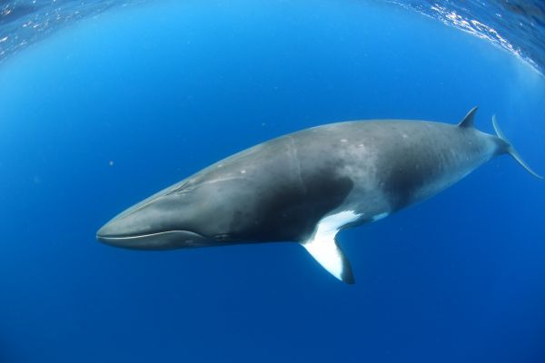 Dwarfe minke whale