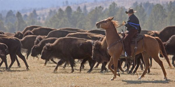 Buffalo Round Up South Dakota