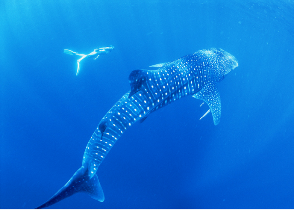 Ningaloo Reef