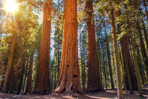 Sequoia Park California