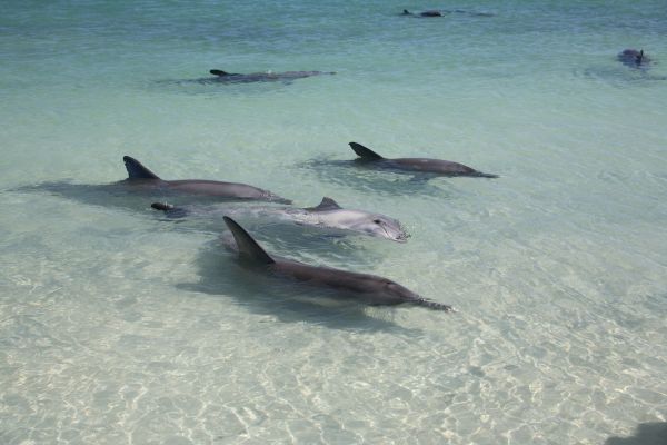 Dolphins Western Australia