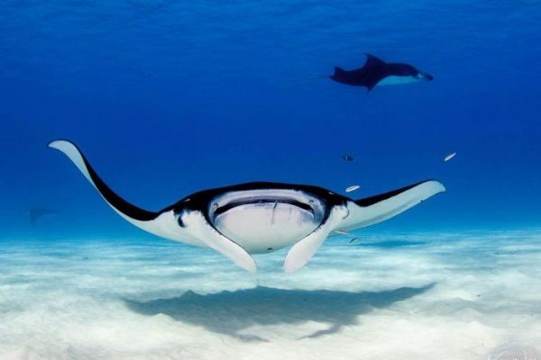 Manta Rays Western Australia