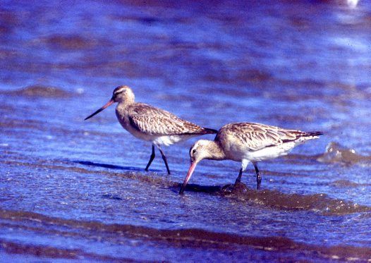 Migratory Birds Western Australia