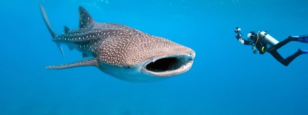 Whale Sharks Western Australia