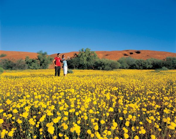 Wildflowers Western Australia