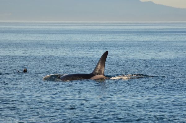 California Whale Watching 