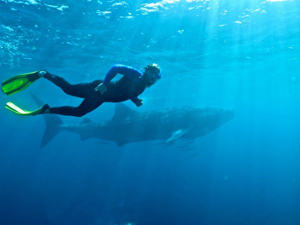 Ningaloo Reef Whale Shark