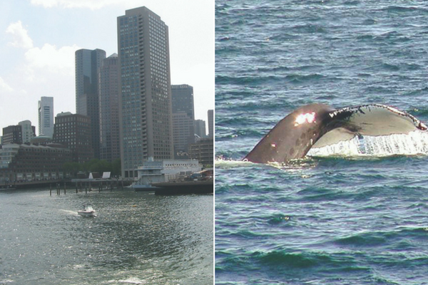 Boston Whale Watching