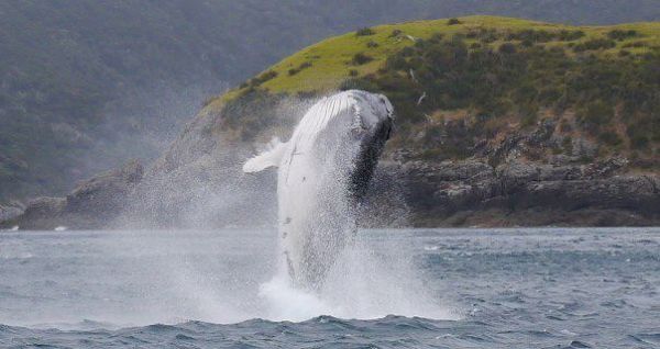 Whale Watching New Zealand 