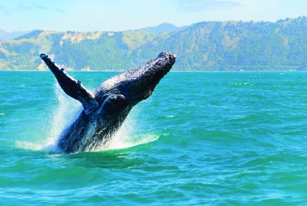 Kaikoura