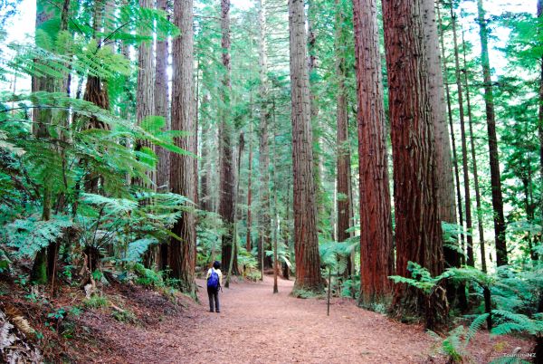 Redwoods Forest Rotorua