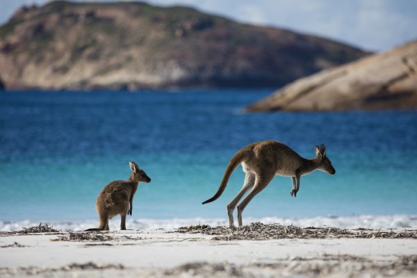 Kangaroos 