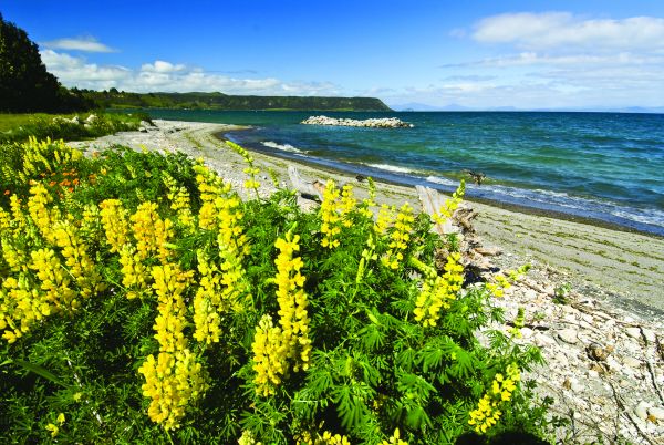 Lake Taupo 