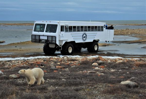 Polar bear and Buggy - Brian Wilson 
