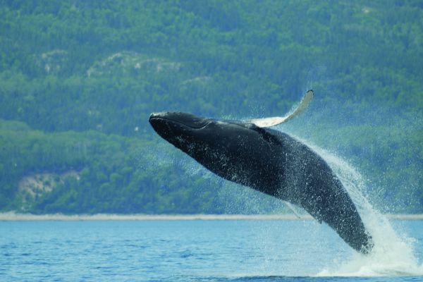 Humpback Whale Quebec