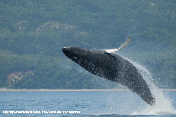 Quebec Whale watching - with copyright 