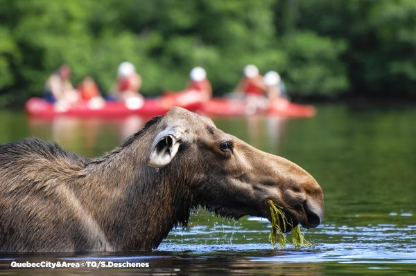 Moose, Quebec with copyright 