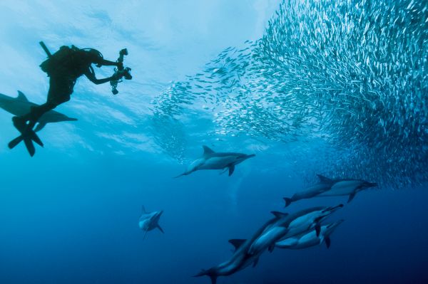 Marine Life Durban 