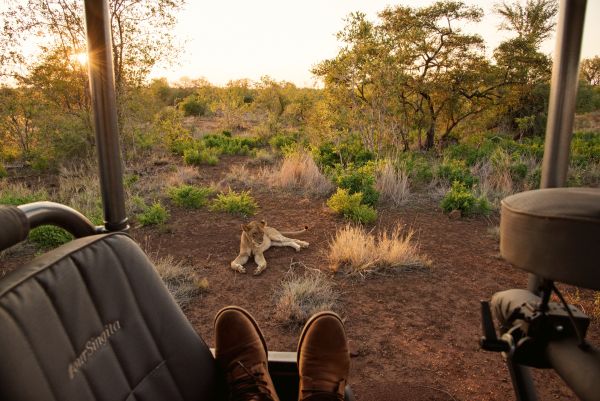 Lion at Kruger National Park