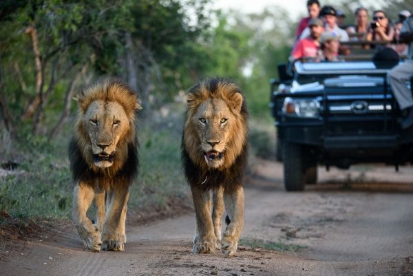 Sabi Sabi Safari 