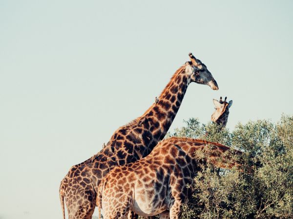 Giraffe - South Africa