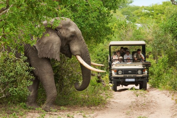 Elephant Kwazulu-Natal