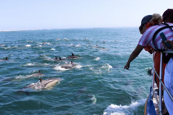 Grootbos - Dolphins