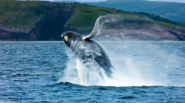 Newfoundland Whale Breaching