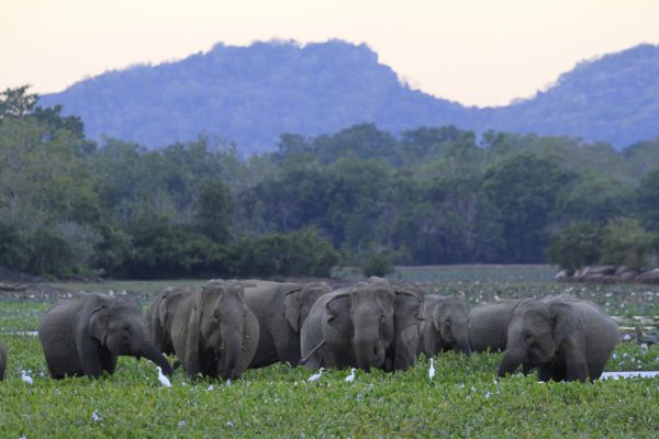 Lahugala National Park, Sri Lanka